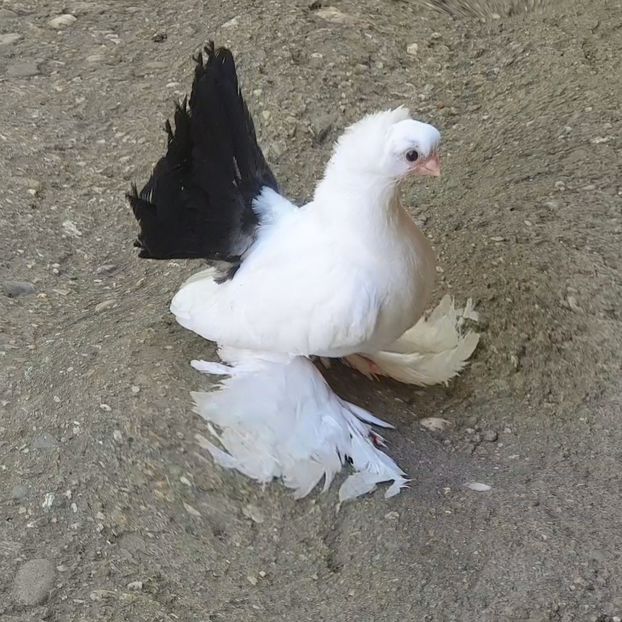  - Omsk si Nordcaucazieni 2019