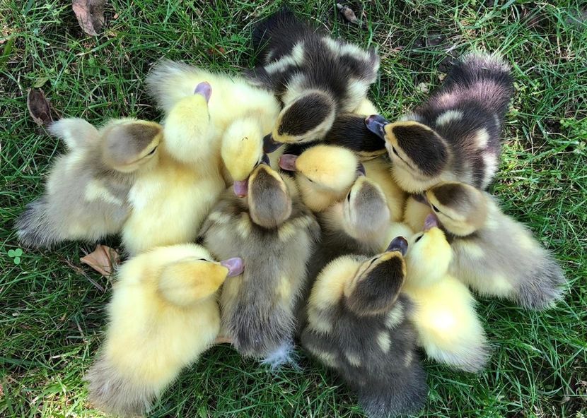  - Bomboane asortate 2019