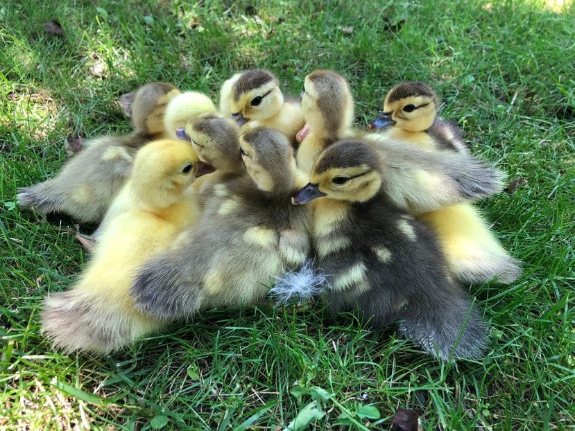  - Bomboane asortate 2019