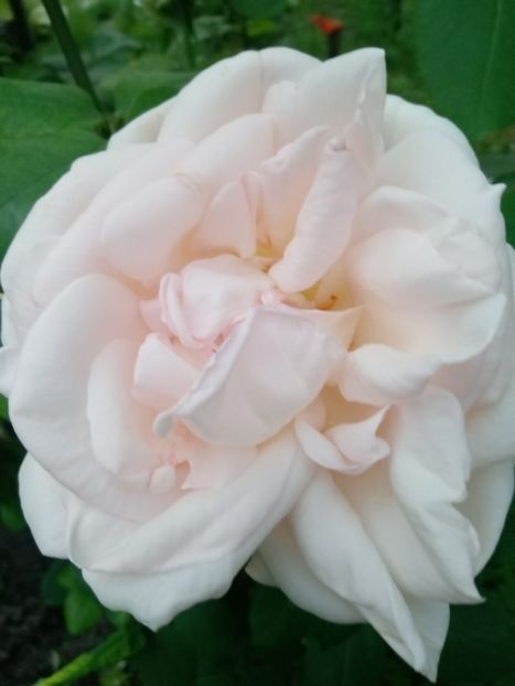 15 iunie - Trandafiri 2019