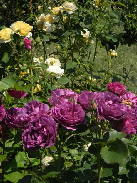 Minerva Charlotte - Trandafiri 2019