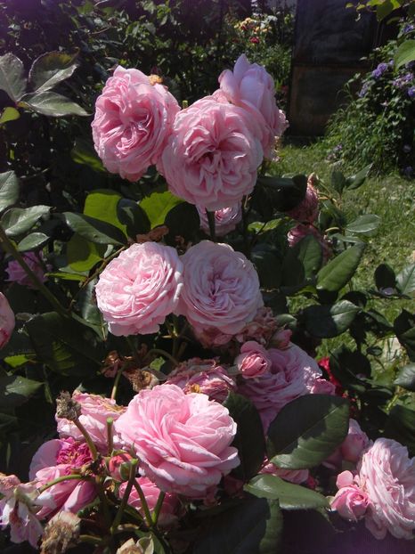 Marie Henriette- o culoare splendida si parfum puternic - Trandafiri 2019