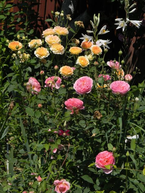 Boscobel Molineaux - Trandafiri 2019