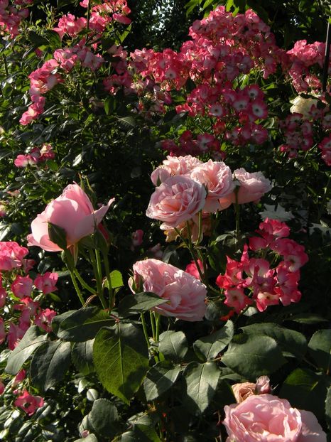 Dames de chenonceauc Bukavu - Trandafiri 2019