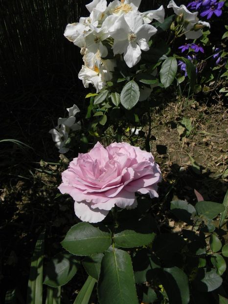 Love song - Trandafiri 2019