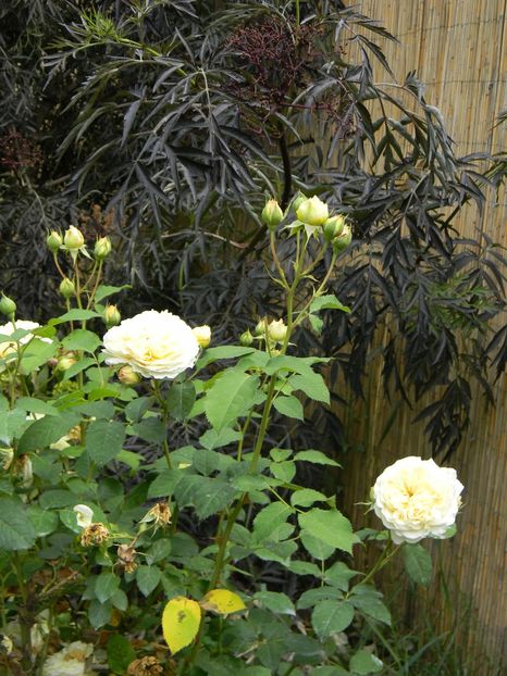 Nelson Monfort - Trandafiri 2019