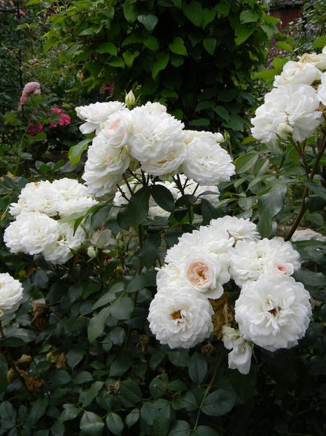 Stephanie Baronin zu G - Trandafiri 2019