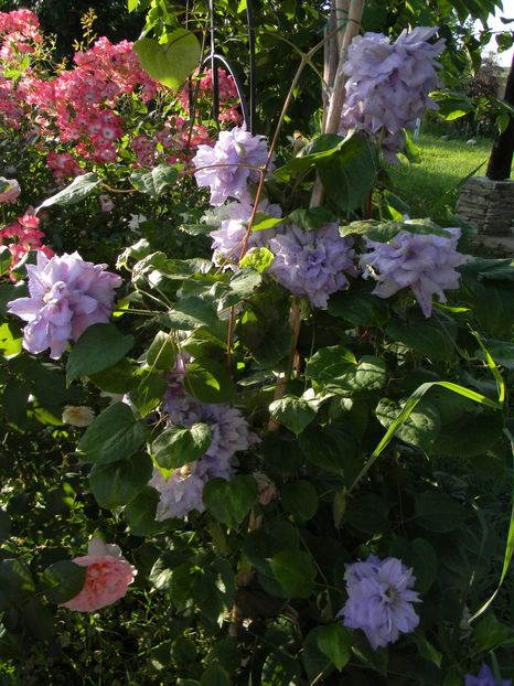 azury - Clematite 2019