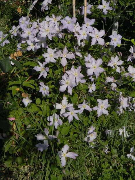 Blue angel - Clematite 2019