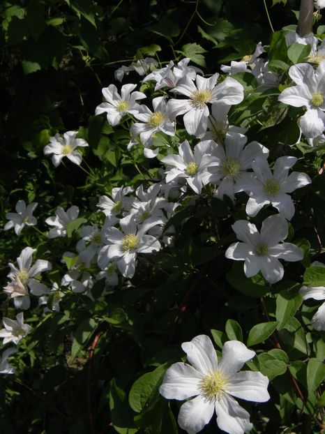 Huldine - Clematite 2019