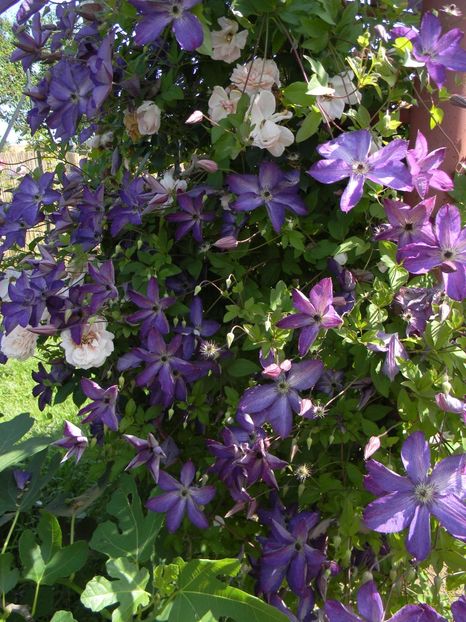 esa violacea - Clematite 2019