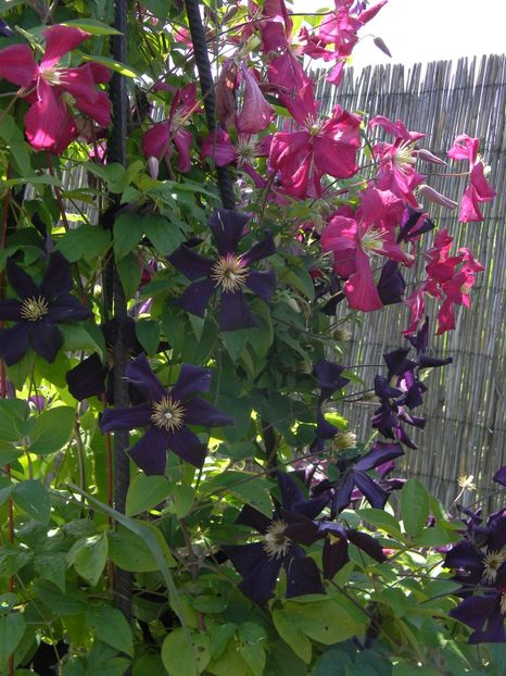 Romantika Mme Julia C - Clematite 2019