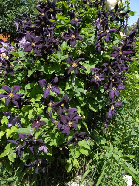Romantika - Clematite 2019