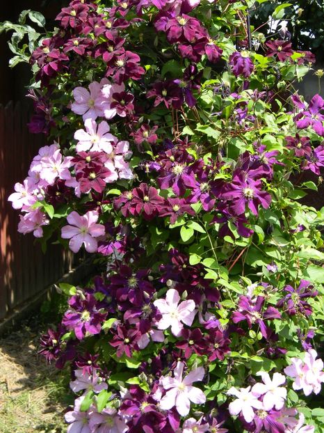 WN Danuta - Clematite 2019
