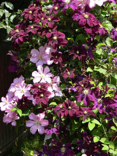  - Clematite 2019