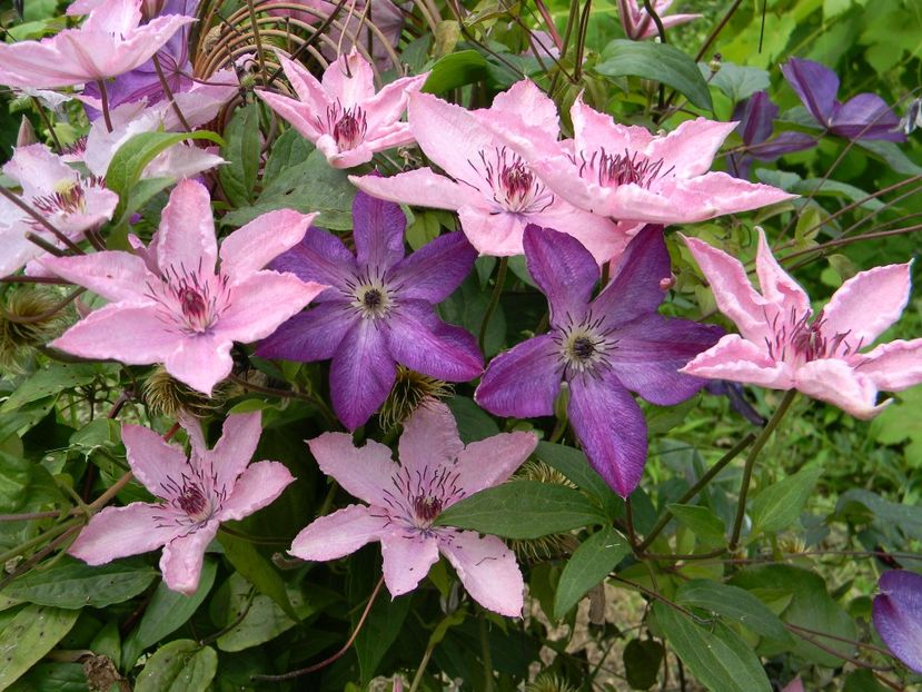 H H Venosa violacea - Clematite 2019