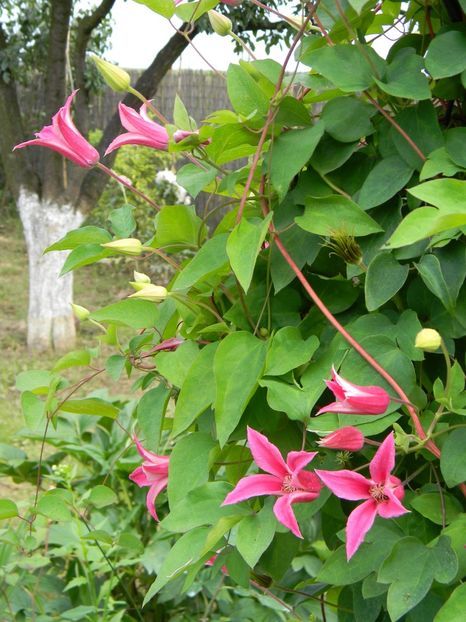 Princess Diana - Clematite 2019