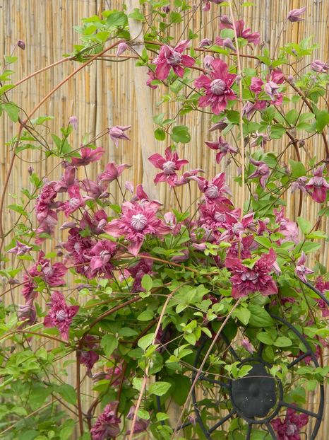  - Clematite 2019