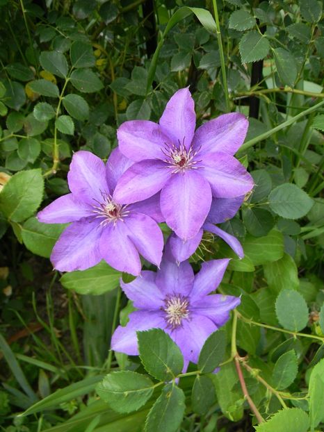 Esther - Clematite 2019