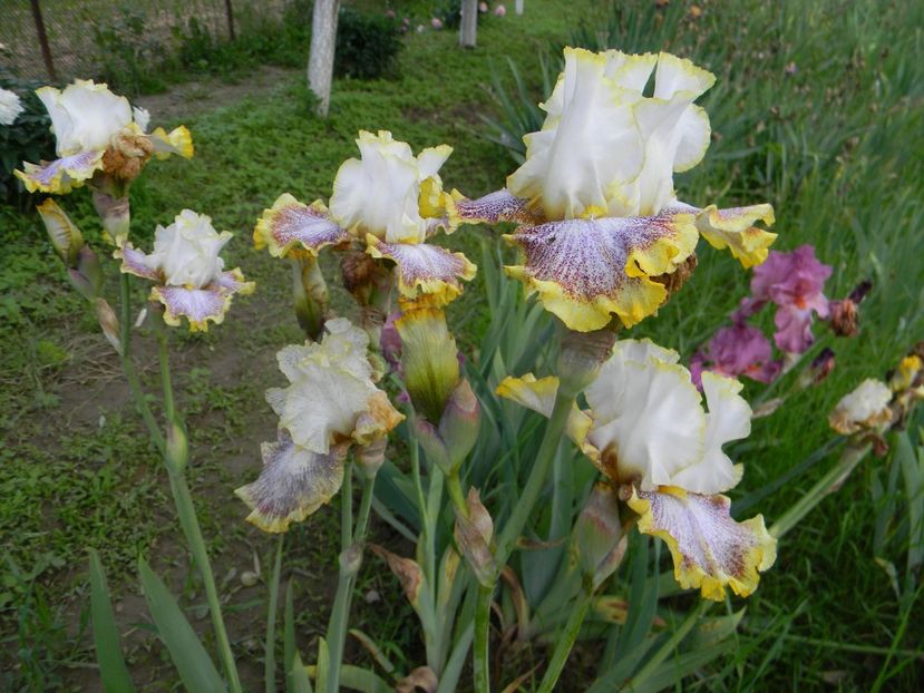 Whispering spirits - Irisi 2019