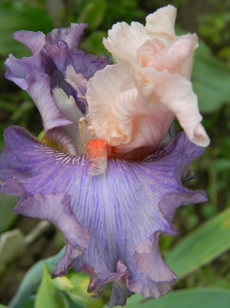 Floare stricata de ploaie- la anul cred ca va fi ceva frumos - Soiurile mele - Irisi