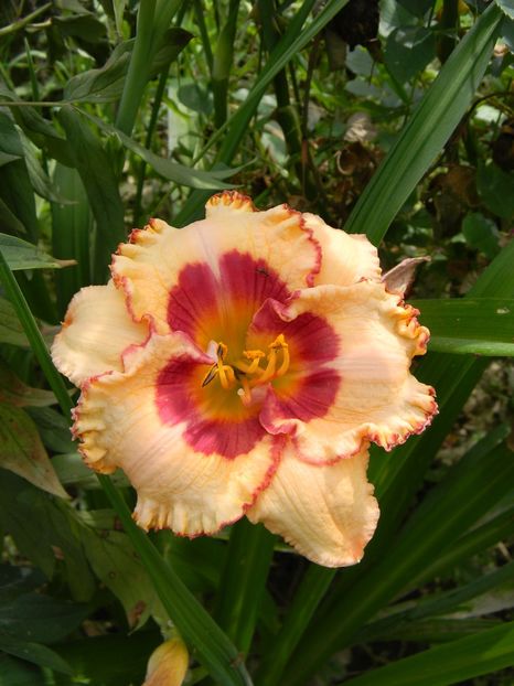 Triple cherries - Hemerocallis 2019