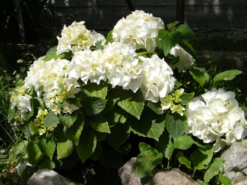 Wudu - 1 Grădina 2019