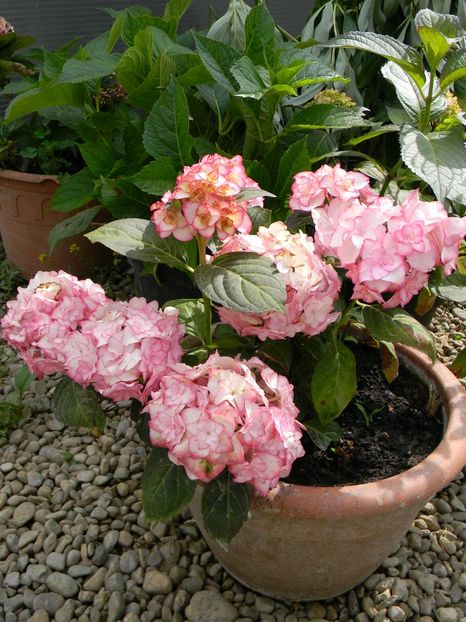 Miss Saori - 1 Grădina 2019