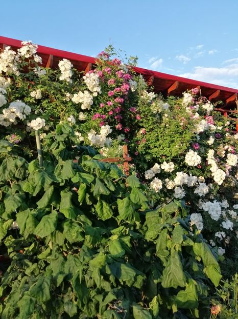  - Hybrid wichurana Bobbie James