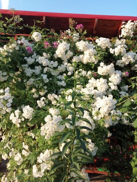  - Hybrid wichurana Bobbie James