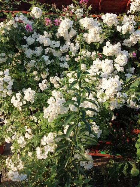  - Hybrid wichurana Bobbie James