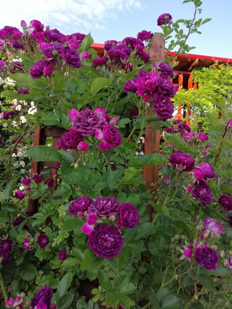  - Hybrid multiflora Blue magenta