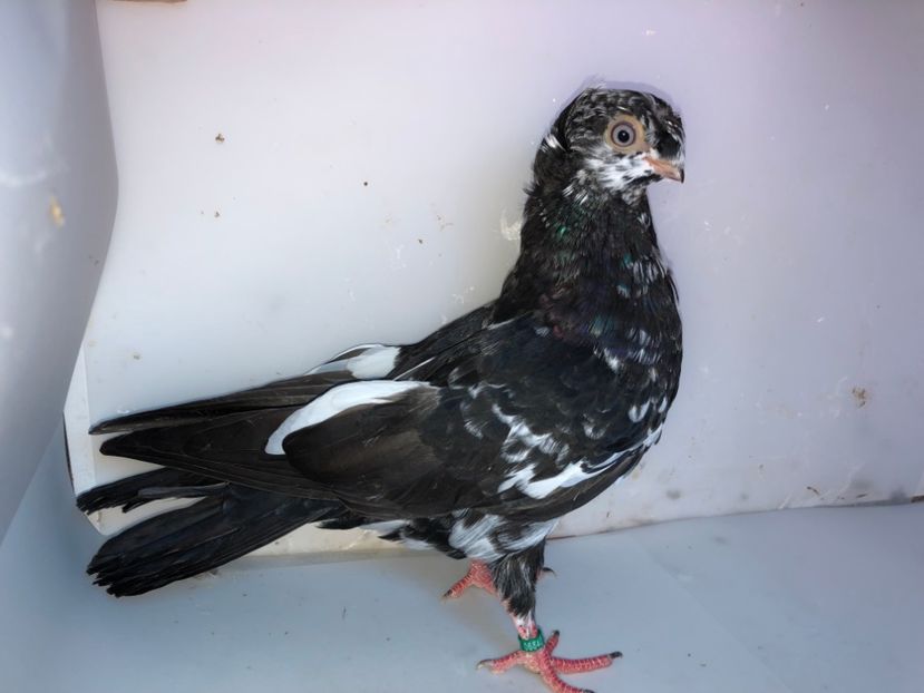 6840  mascul  2019_1 - pui 2019 BM