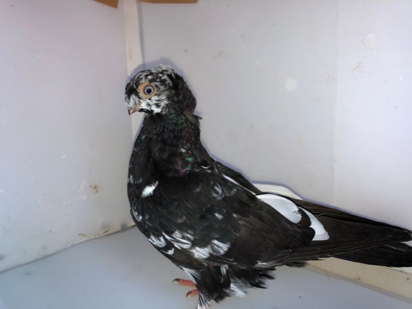 6840  mascul  2019_2 - pui 2019 BM