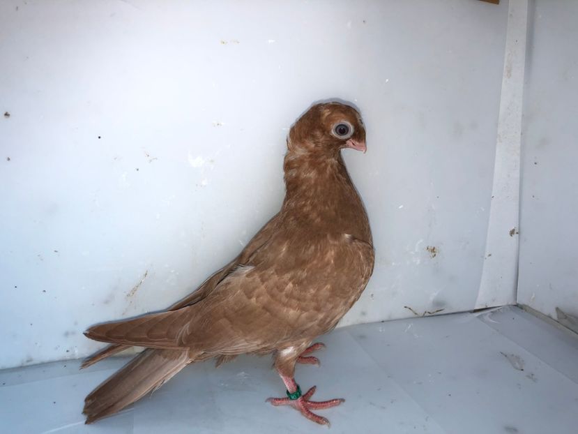 6935  mascul  2019_3 - pui 2019 BM