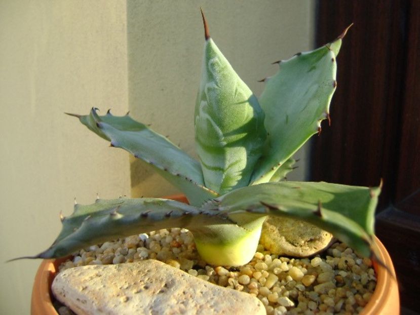 Agave colorata - Agave si Yucca 2019