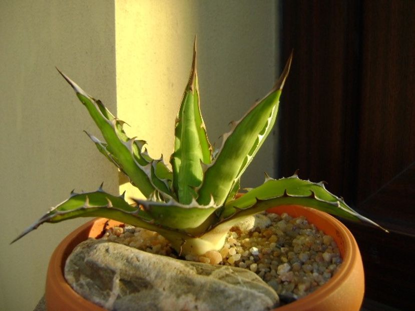 Agave xylonacantha - Agave si Yucca 2019