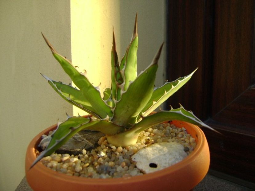 Agave xylonacantha - Agave si Yucca 2019