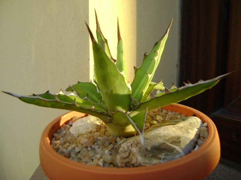 Agave xylonacantha - Agave si Yucca 2019
