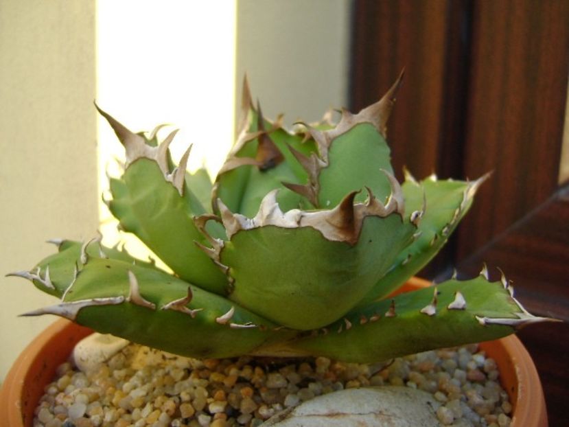 Agave titanota - Agave si Yucca 2019