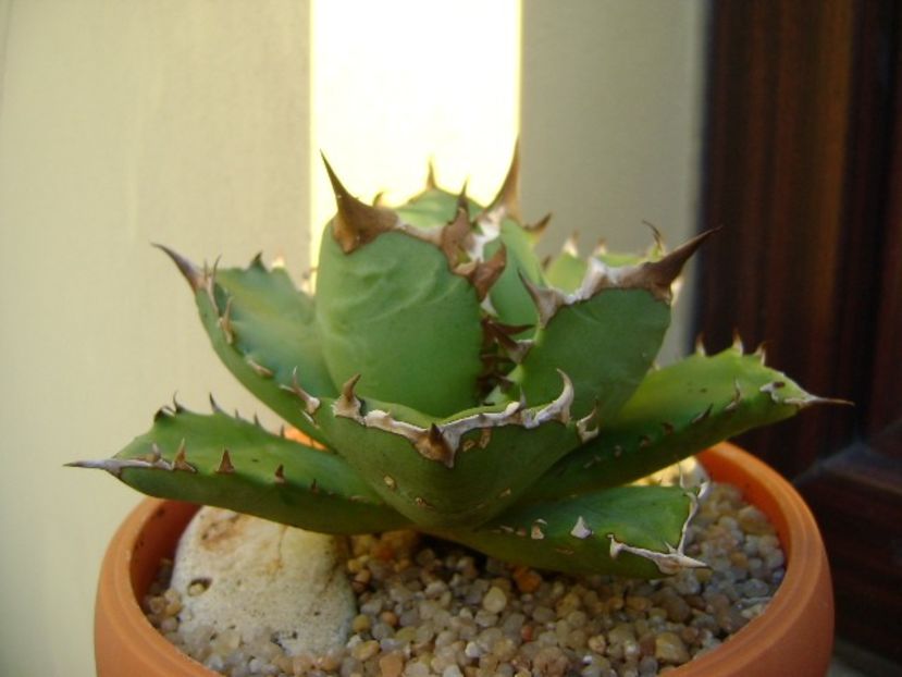 Agave titanota - Agave si Yucca 2019
