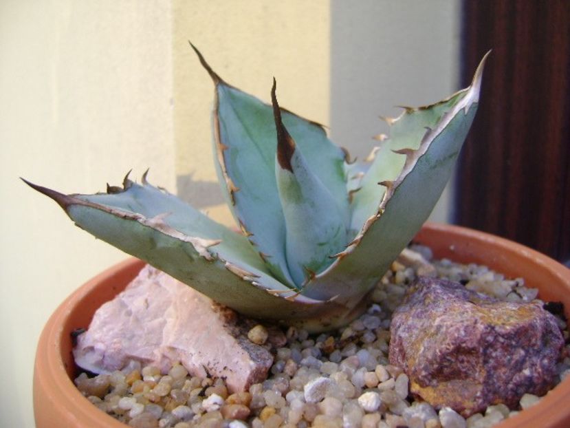 Agave titanota cv. White Ice - Agave si Yucca 2019