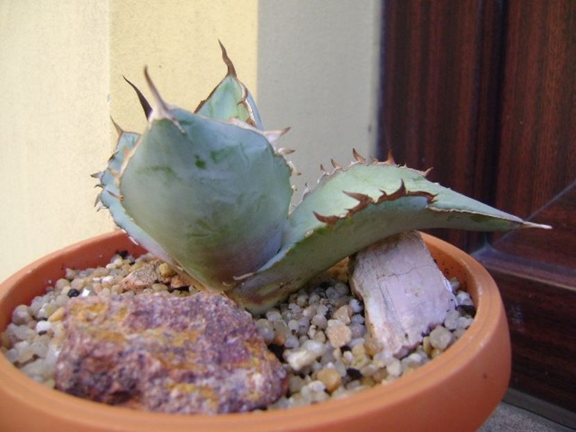 Agave titanota cv. White Ice - Agave si Yucca 2019