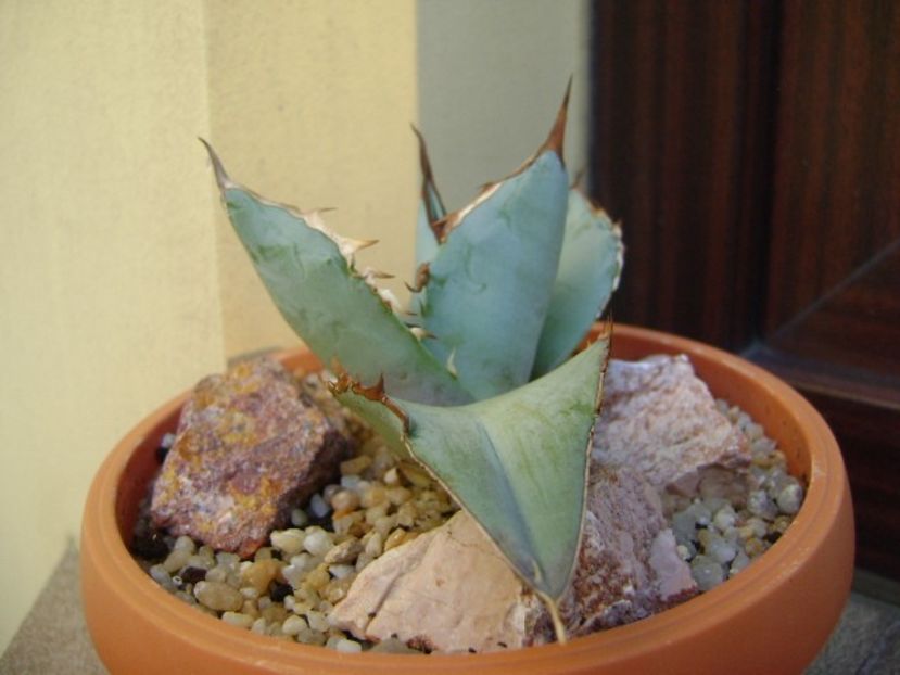 Agave titanota cv. White Ice - Agave si Yucca 2019
