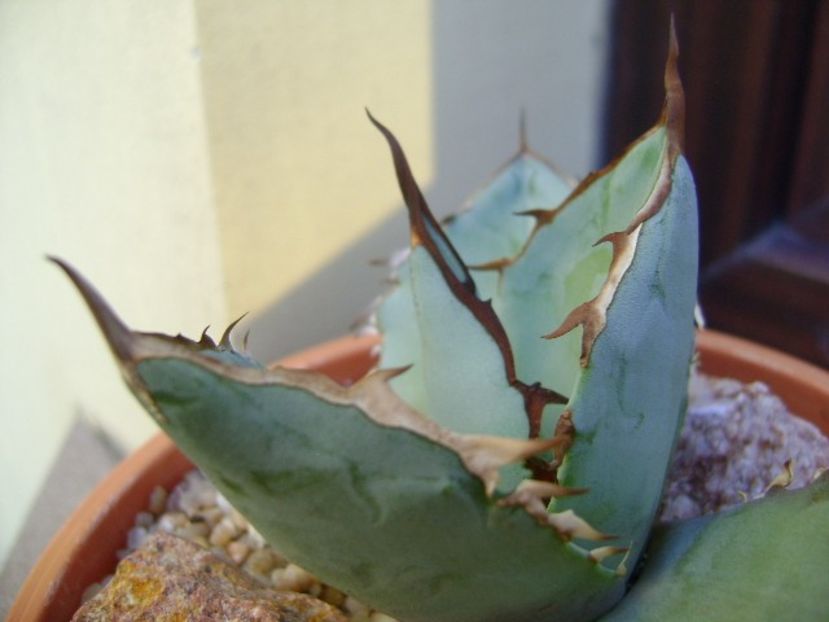 Agave titanota cv. White Ice - Agave si Yucca 2019