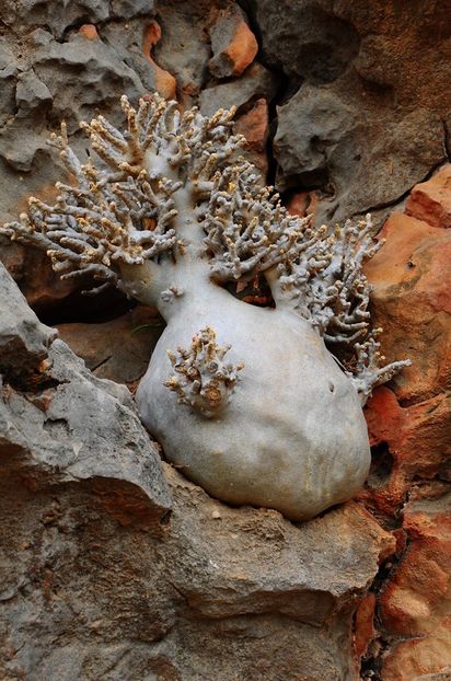 Dorstenia gigas f. bullata (Socotra) - Whish list pentru viata urmatoare1