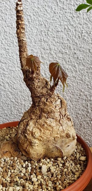 Firmiana sp. Vietnam - Whish list pentru viata urmatoare1