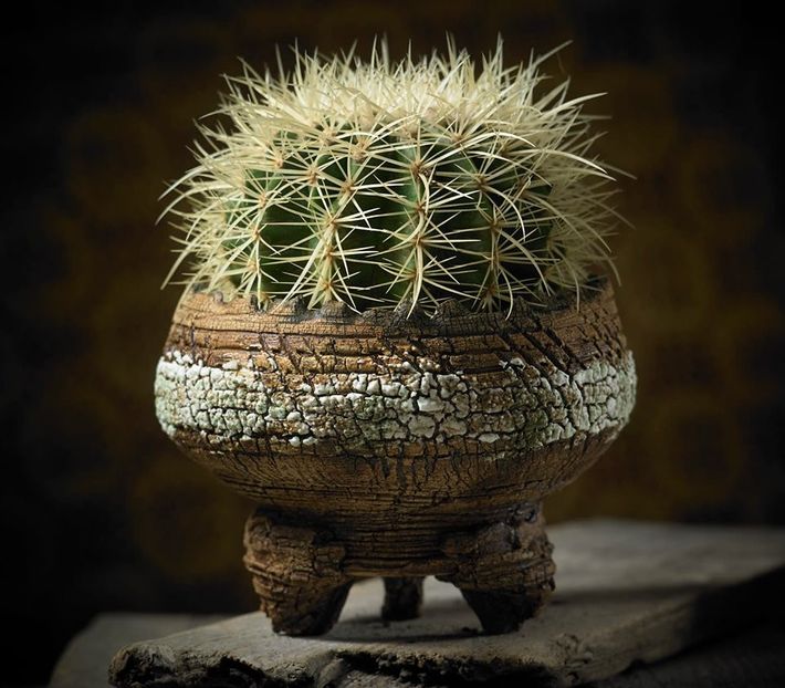 Mark Follon: Echinocactus grusonii - Vase - aranjamente - accesorii