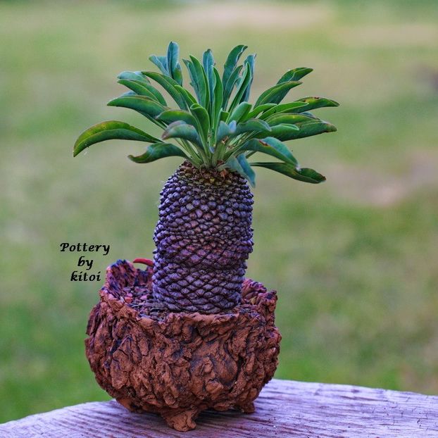 Euphorbia bupleurifolia - Vase - aranjamente - accesorii