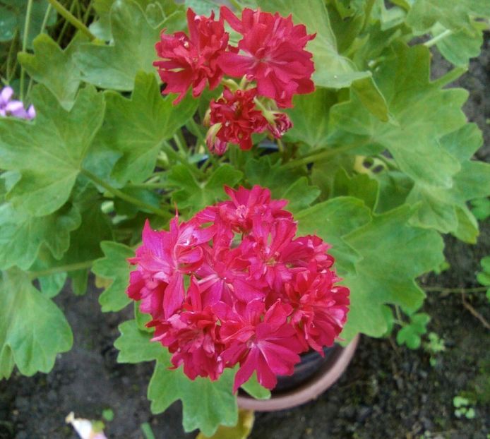 lotta lundberg - Muscate 2019